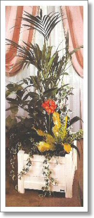 Mixed plant display with flowering plant