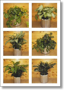 Desk/cupboard office plants