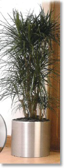 Office plant: Dracaena marginata