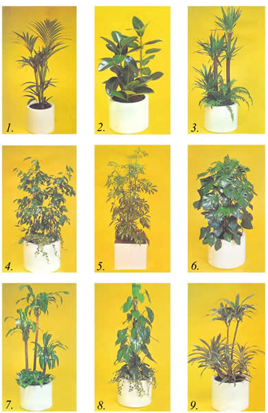 Office plants