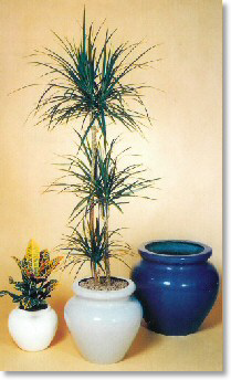 Office plants
